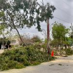 Atiende Servicios Públicos poda de árboles de gran dimensión que eran un peligro para habitantes de Valle Dorado
